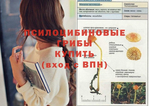 ПСИЛОЦИБИНОВЫЕ ГРИБЫ Инта