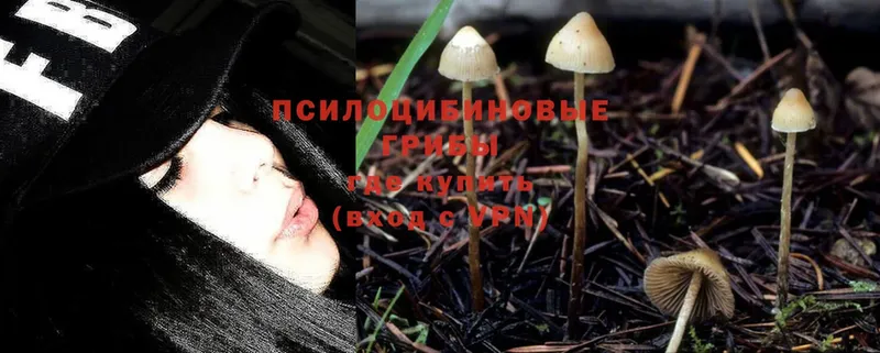 Псилоцибиновые грибы Psilocybe  купить   Серпухов 